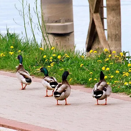 Elbhotel Am Hafen Bleckede